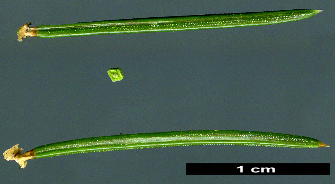 High resolution image: Family: Pinaceae - Genus: Picea - Taxon: schrenkiana - SpeciesSub: subsp. tianshanica